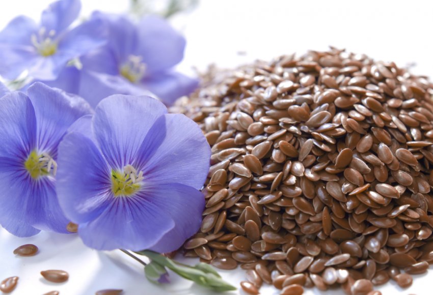 Американські селекціонери вивели високоврожайний сорт льону