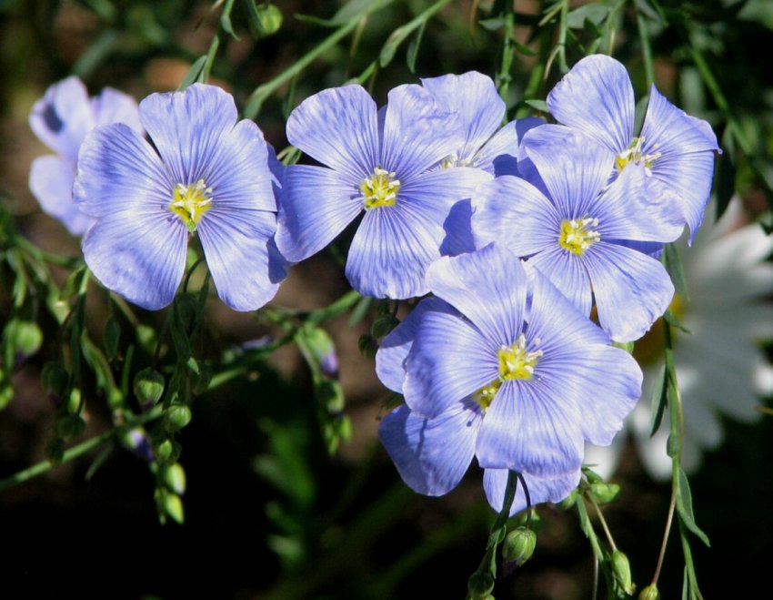 Американські селекціонери вивели високоврожайний сорт льону