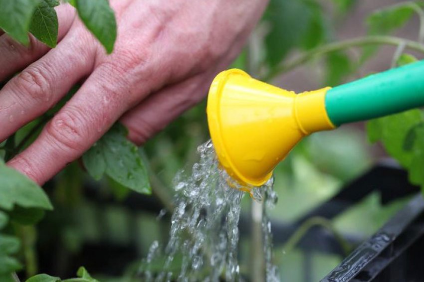 Полив помідор