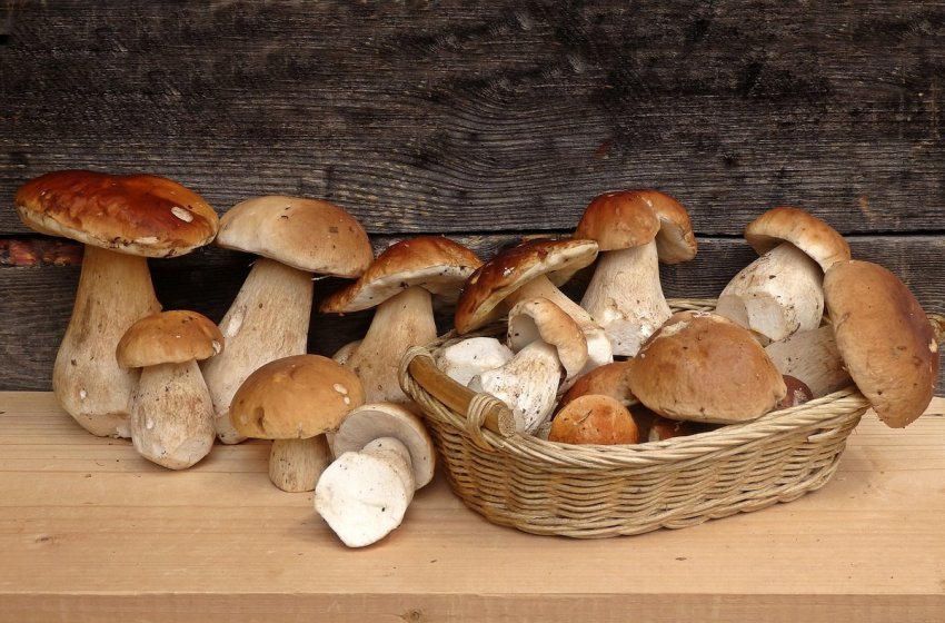 Боровики для маринування Боровики для маринування