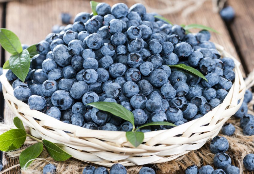 Іспанські вчені виявили збудника раку лохини Іспанські вчені виявили збудника раку лохини