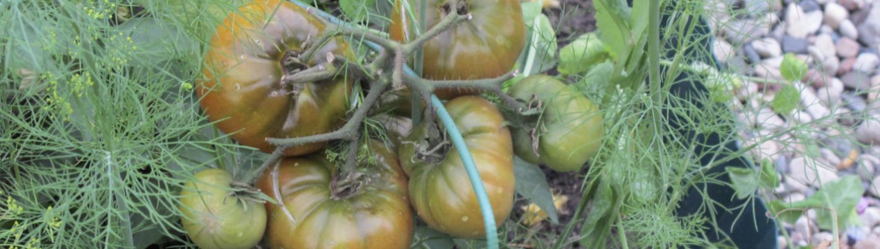 Помідори «Ямал»: опис, агротехніка вирощування