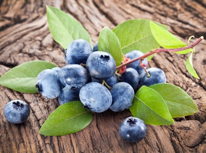 Іспанські вчені виявили збудника раку лохини Іспанські вчені виявили збудника раку лохини