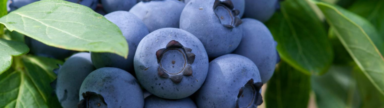 Іспанські вчені виявили збудника раку лохини