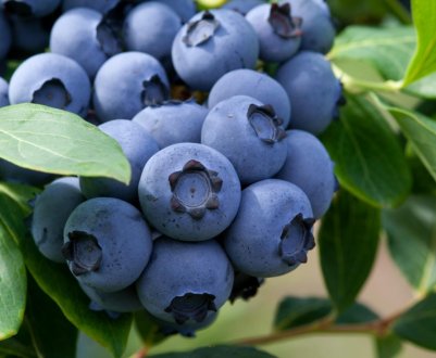 Іспанські вчені виявили збудника раку лохини