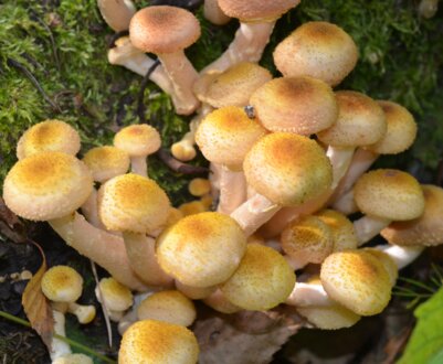 Опис і властивості популярних видів опеньків