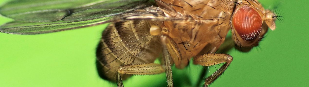 Австралійські вчені вирощують плодових мушок для фермерів