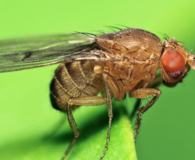 Австралійські вчені вирощують плодових мушок для фермерів