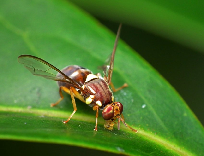 Австралійські вчені вирощують плодових мушок для фермерів Австралійські вчені вирощують плодових мушок для фермерів
