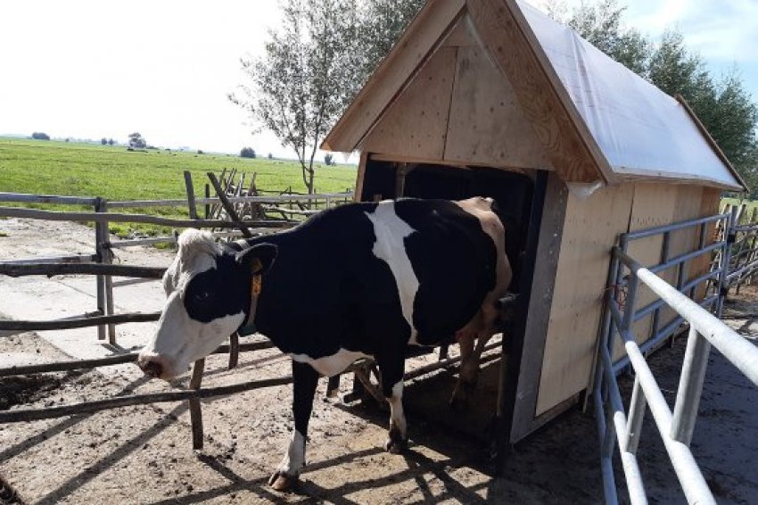 Голландські фермери використовують оригінальну пастку для мух Голландські фермери використовують оригінальну пастку для мух
