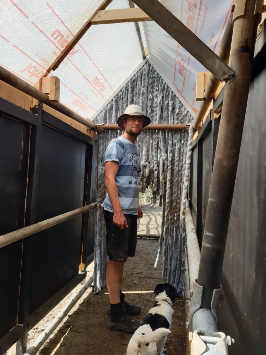 Голландські фермери використовують оригінальну пастку для мух Голландські фермери використовують оригінальну пастку для мух