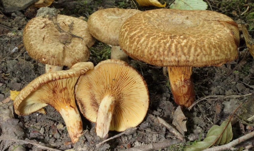 Гриби свинушки Гриби свинушки