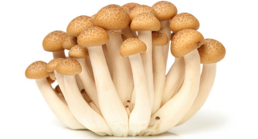 Гриби опеньки Гриби опеньки