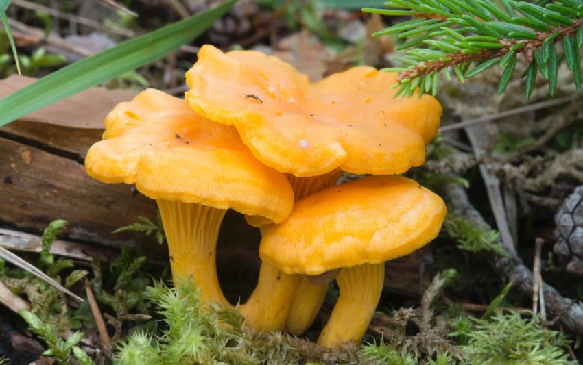 суп с морожеными лисичками. . суп с морожеными лисичками фото. суп с морожеными лисичками-. картинка суп с морожеными лисичками. картинка . Суп из лисичек замороженных – частый гость на обеденном столе. Приготовление этого грибного супа не займет много времени. Замороженные лисички варятся достаточно быстро, не теряя свой аромат и цвет.