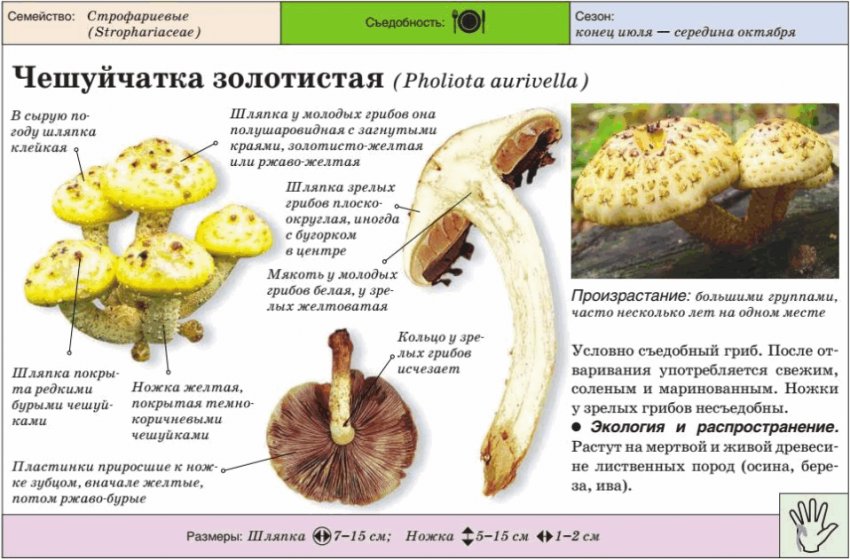 Характеристика чешуйчатки золотистої Характеристика чешуйчатки золотистої