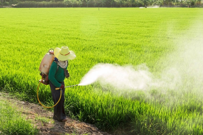 Пуэро-Ріко не збирається відмовлятися від гліфосату Пуэро-Ріко не збирається відмовлятися від гліфосату