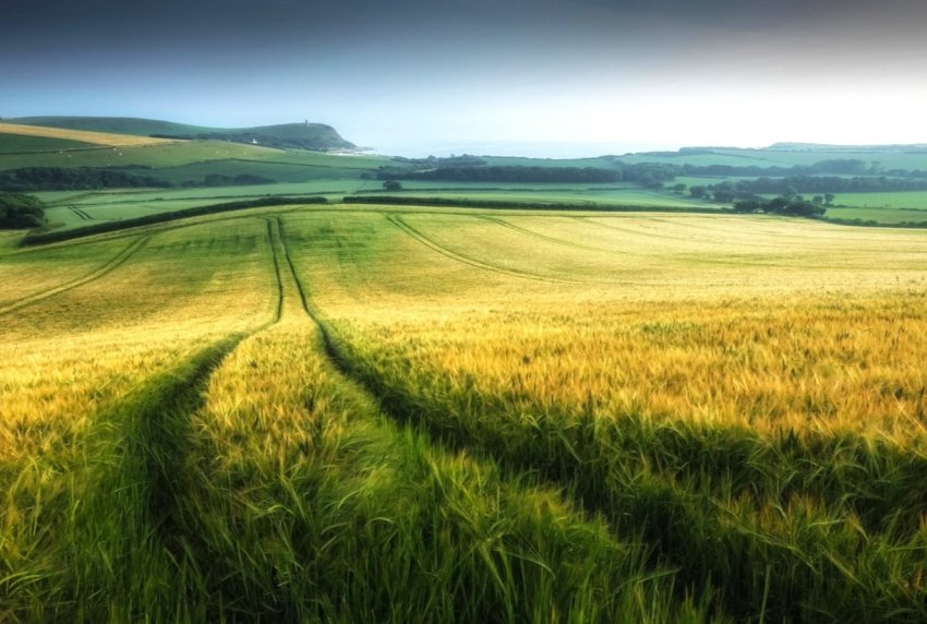 Пуэро-Ріко не збирається відмовлятися від гліфосату Пуэро-Ріко не збирається відмовлятися від гліфосату