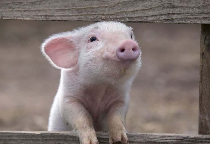 Занадто дорого: Данія не може собі дозволити АЧС