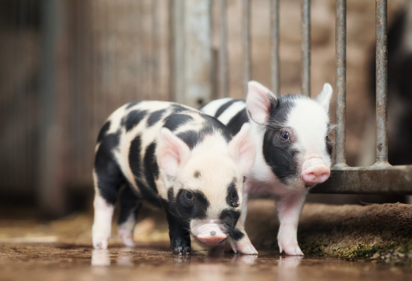 Занадто дорого: Данія не може собі дозволити АЧС