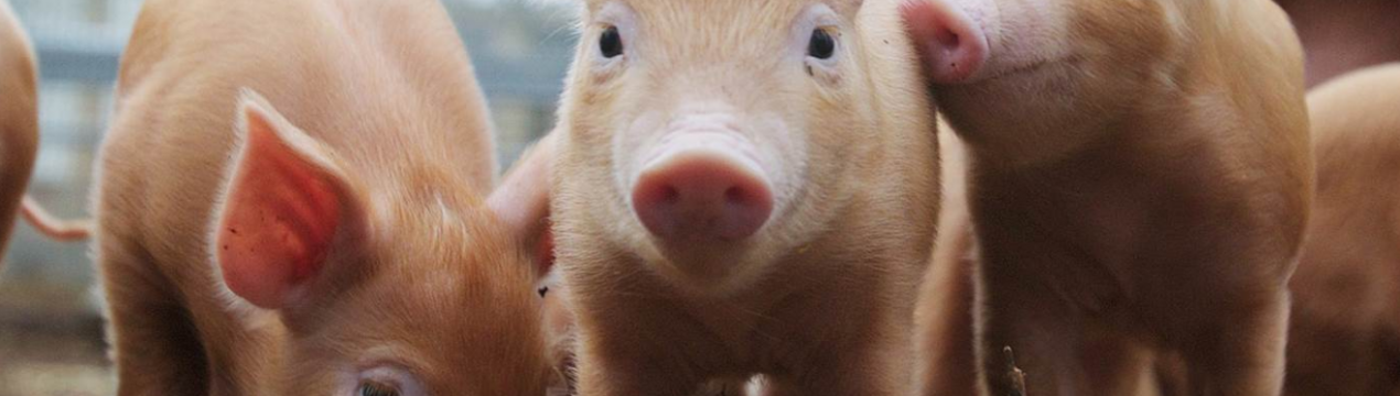 Занадто дорого: Данія не може собі дозволити АЧС