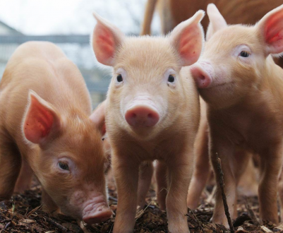 Занадто дорого: Данія не може собі дозволити АЧС