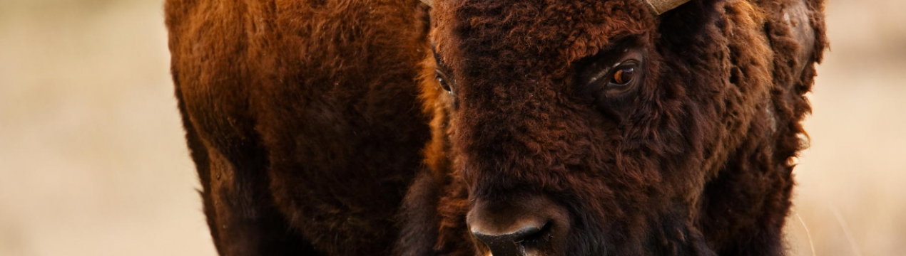 Фермер з Баварії вирощує американських бізонів