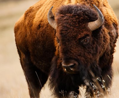 Фермер з Баварії вирощує американських бізонів