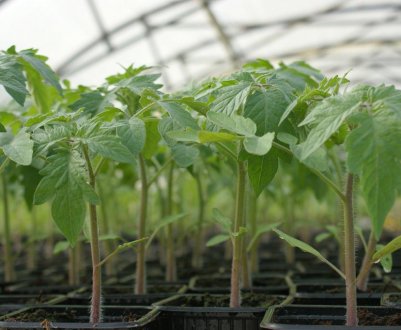 Хвороби розсади томатів: опис і способи їх лікування