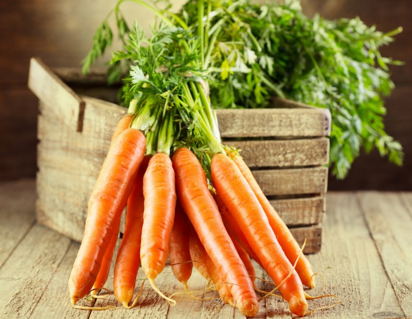 Масовий збір урожаю моркви в Росії знизив її ціну Масовий збір урожаю моркви в Росії знизив її ціну