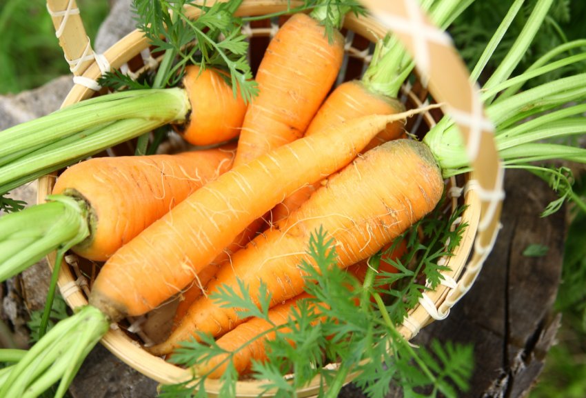 Масовий збір урожаю моркви в Росії знизив її ціну Масовий збір урожаю моркви в Росії знизив її ціну