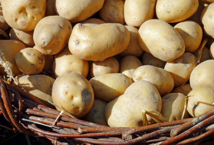 Магаданские селекціонери представили холодоустойчивые сорти картоплі Магаданские селекціонери представили холодоустойчивые сорти картоплі