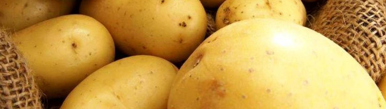 Магаданские селекціонери представили холодоустойчивые сорти картоплі