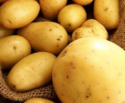 Магаданские селекціонери представили холодоустойчивые сорти картоплі