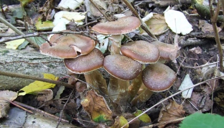 Опеньки темні Опеньки темні