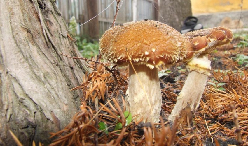 Опеньок толстоногий Опеньок толстоногий