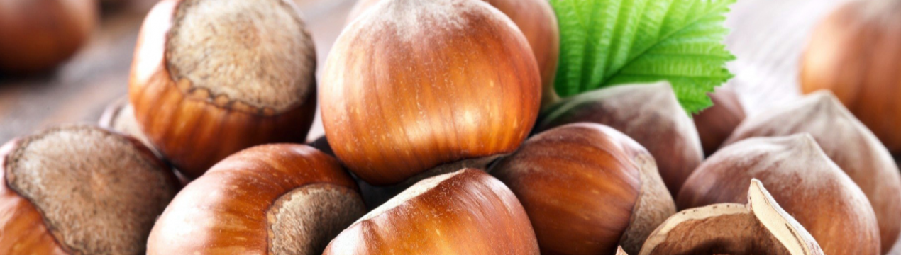 Північна Осетія всерйоз зайнялася вирощуванням італійського фундука