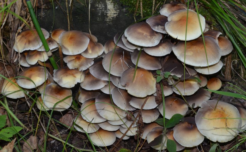 Серопластинчатые опеньки Серопластинчатые опеньки