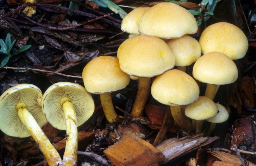 Сірчано-жовті опеньки Сірчано-жовті опеньки