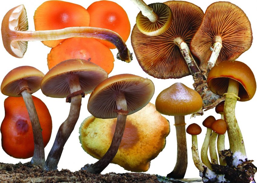 Галерина облямована Галерина облямована