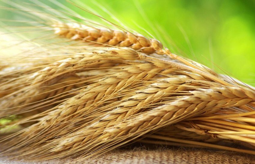 Уральські вчені створили спосіб швидкого пророщування зерна Уральські вчені створили спосіб швидкого пророщування зерна