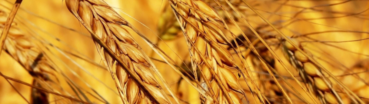 Уральські вчені створили спосіб швидкого пророщування зерна