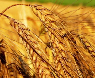  Уральські вчені створили спосіб швидкого пророщування зерна