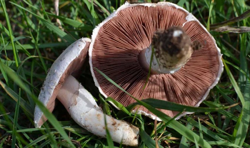 Лугова печериця