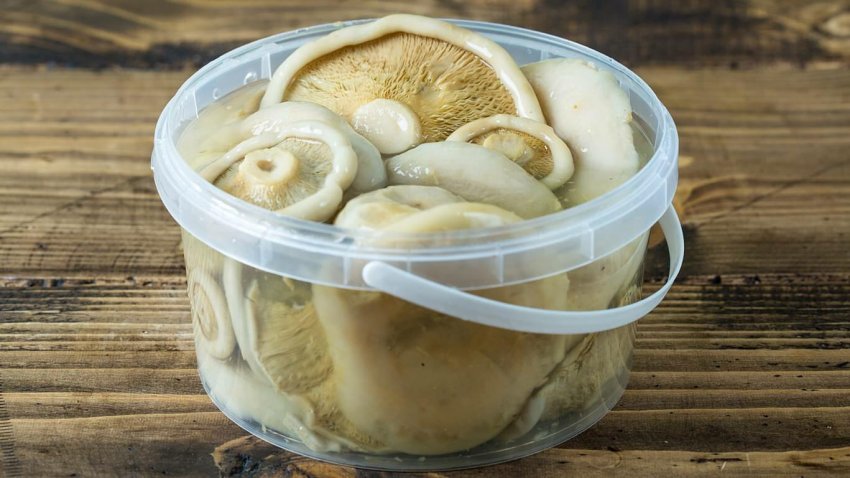 Солоні грузді