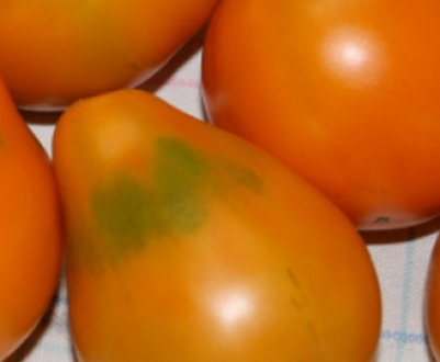 Томат «Японський трюфель»: опис сорту, особливості вирощування та догляду