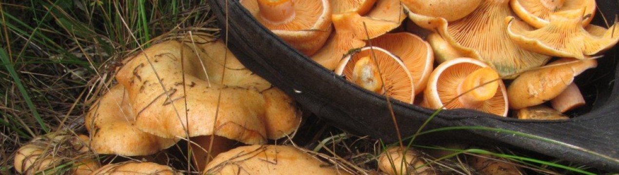 Скільки хвилин варити рижики