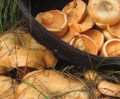 Скільки хвилин варити рижики