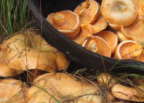 Скільки хвилин варити рижики