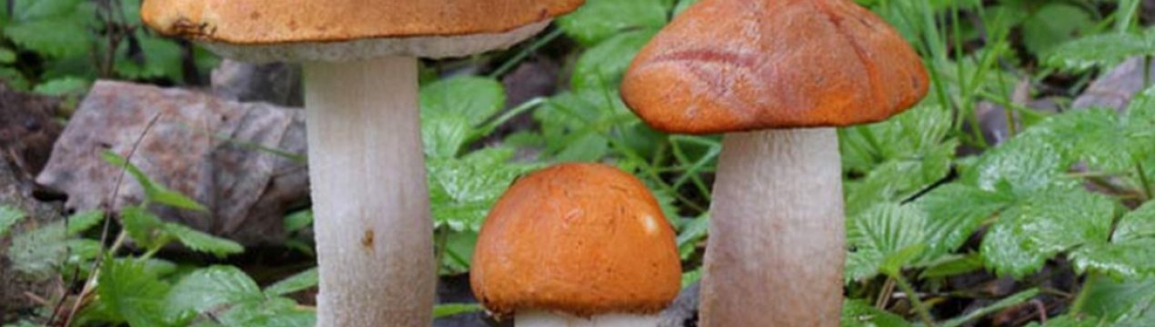 Основні характеристики червоного подосиновика