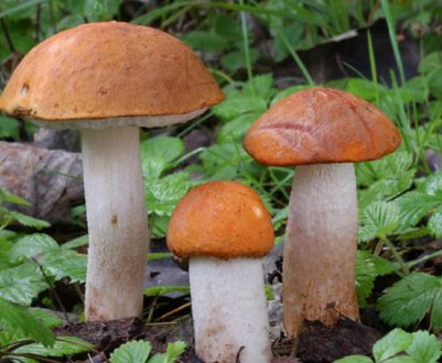 Основні характеристики червоного подосиновика